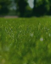 Say Goodbye to Winter Weeds and Lawn Prickles with Syngenta's Game-Changing New Releases