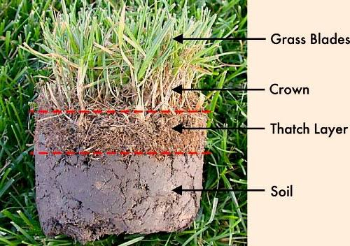 Renovating Your Lawn (Vertimowing)