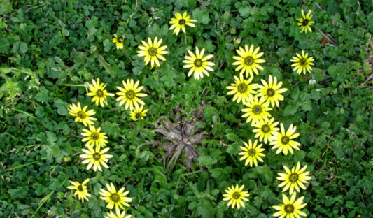 Get Rid of Those Pesky Winter Weeds: A Practical Guide