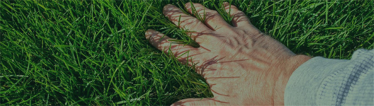 files/greener-grass-image.jpg